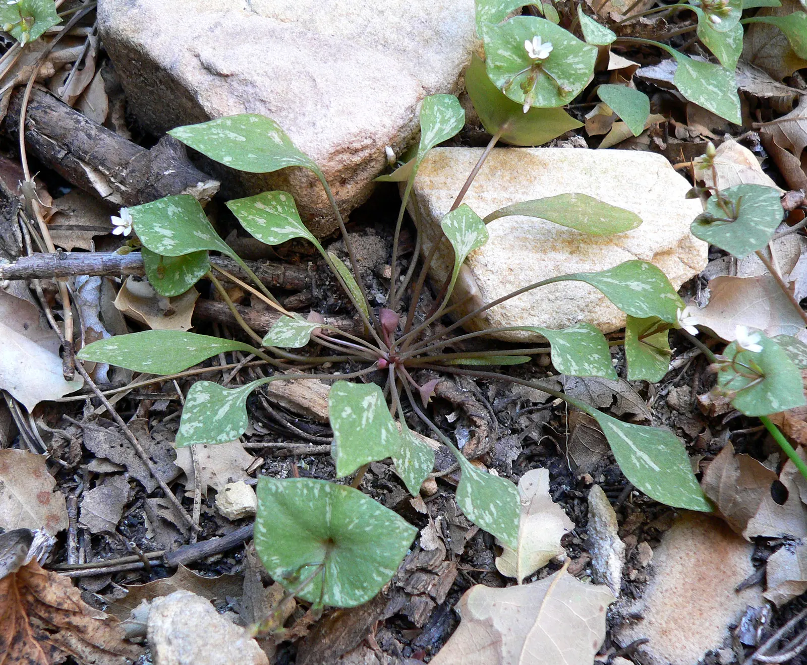 Miner's Lettuce (Claytonia Perfoliata) — it also serves as an intriguing addition to edible landscapes or kitchen gardens; regular watering will, image 65