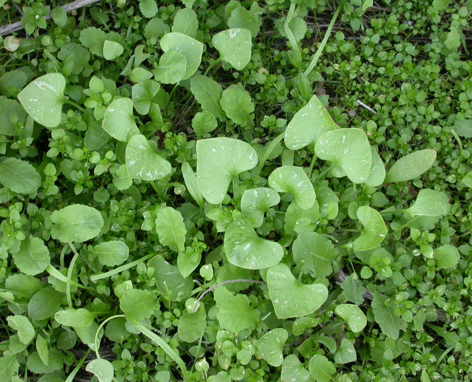 Miner's Lettuce (Claytonia Perfoliata) — this plant is renowned for its edible; though it tends to tolerate a range of soil types