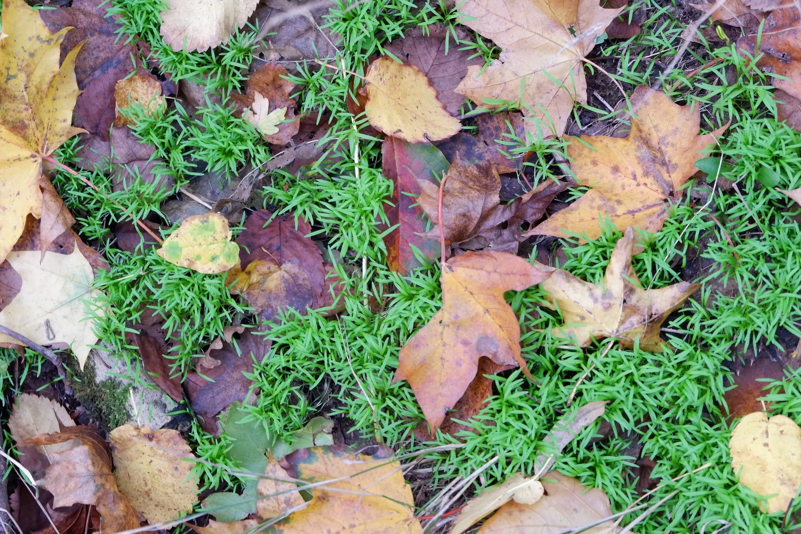 Miner's Lettuce (Claytonia Perfoliata) — It's a self-seeding cool-season annual, providing a lush ground cover and an early spring salad, image 73