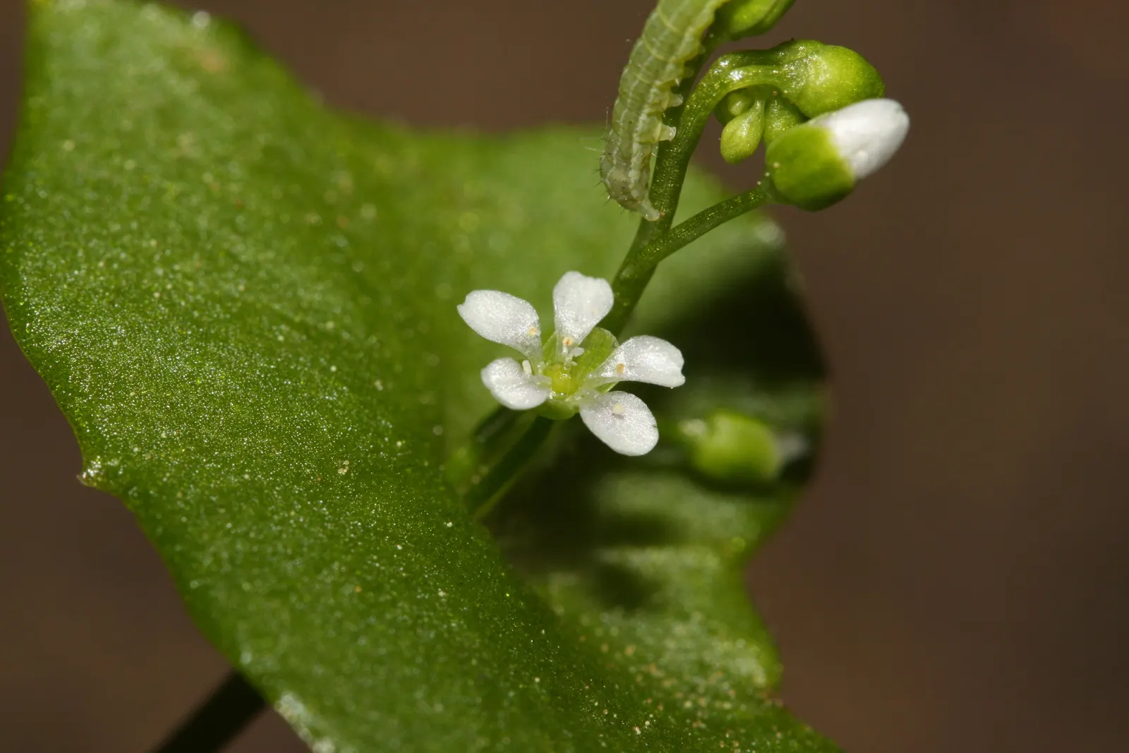 Miner's Lettuce (Claytonia Perfoliata) — Miner's Lettuce accentuates any space with a splash of verdant foliage and subtle floral accents