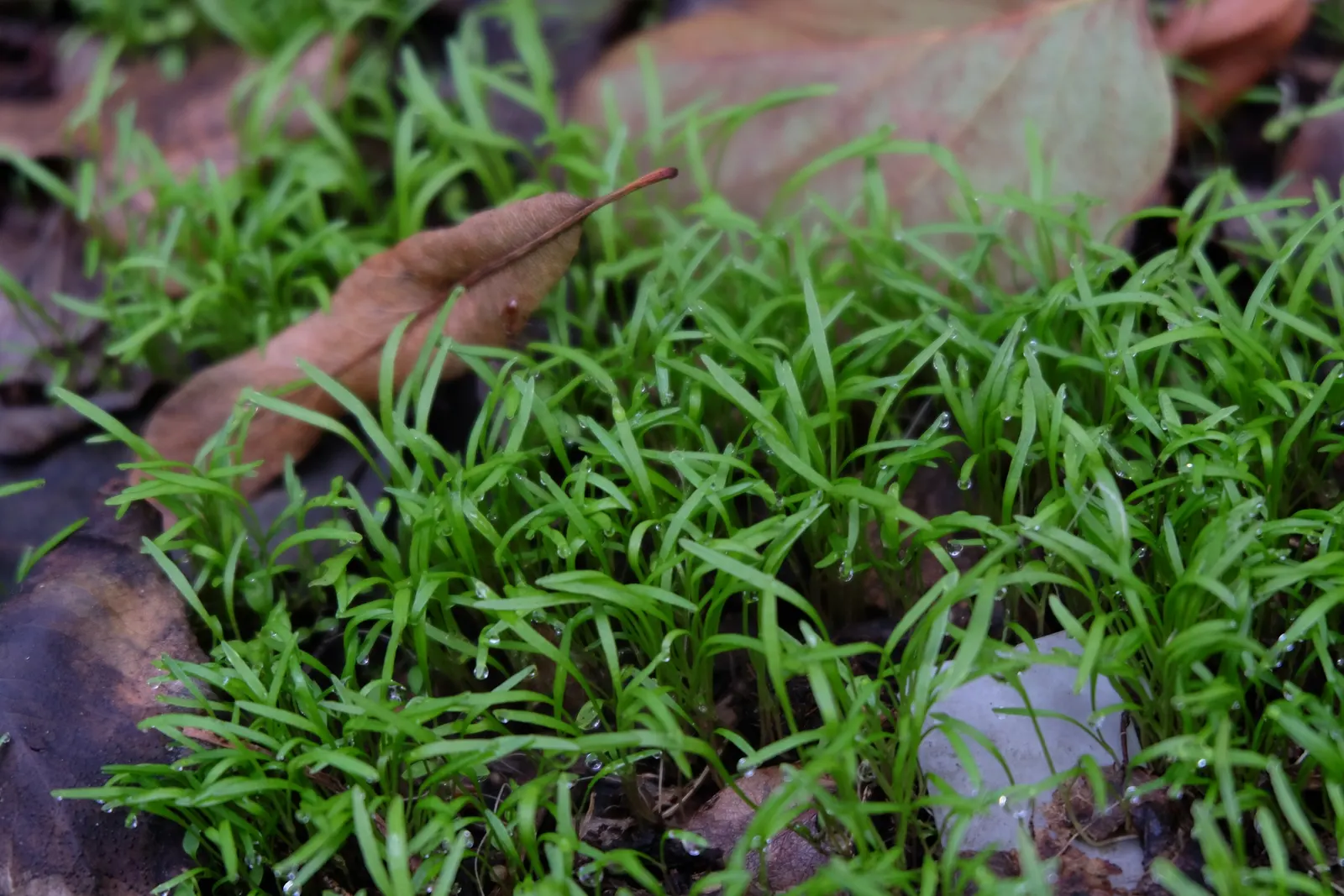 Miner's Lettuce (Claytonia Perfoliata) — This ephemeral beauty reaches 6-12 inches in height and prefers moist, shaded locales