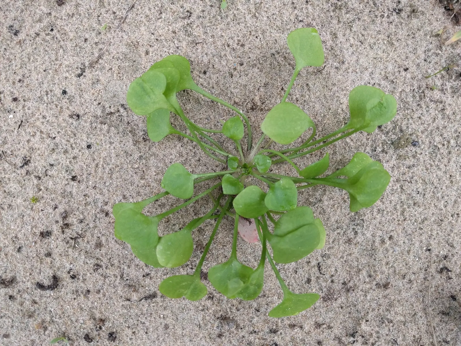 Miner's Lettuce (Claytonia Perfoliata) — it also serves as an intriguing addition to edible landscapes or kitchen gardens; regular watering will keep it lush