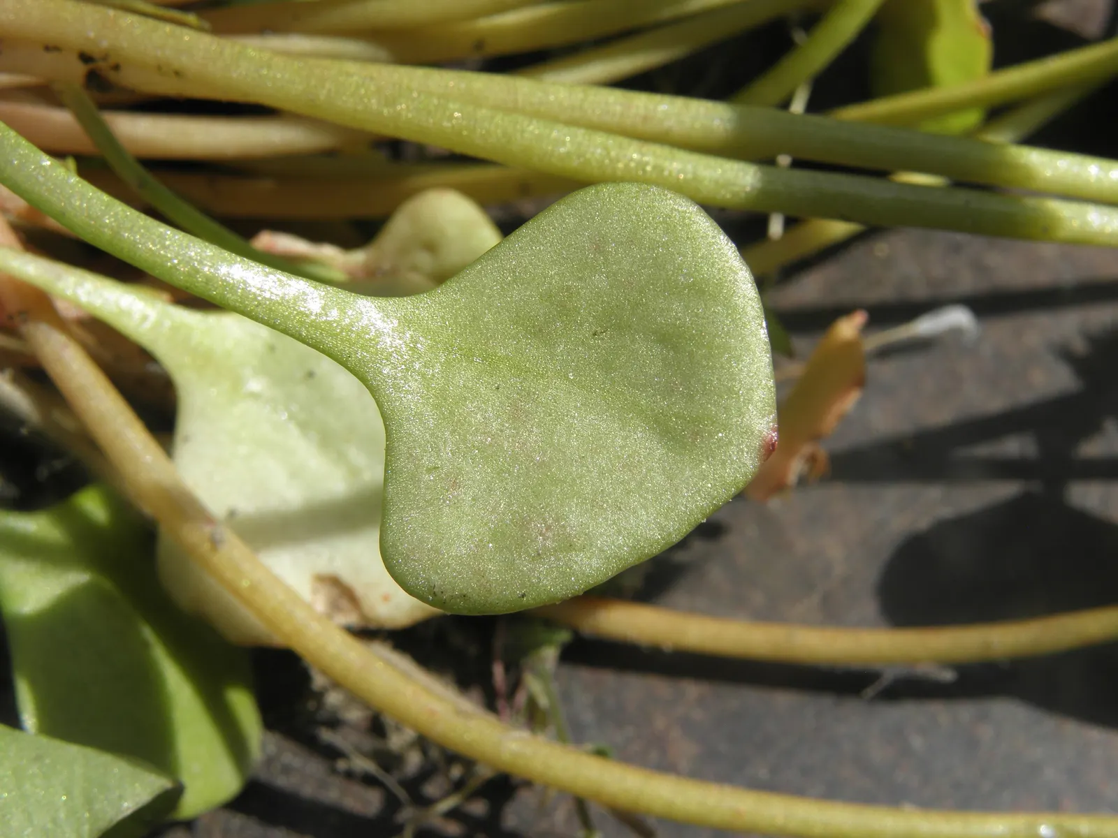 Miner's Lettuce (Claytonia Perfoliata) — this plant is well-suited for cooler landscapes and thrives in USDA hardiness zones 5 through 9, image 81