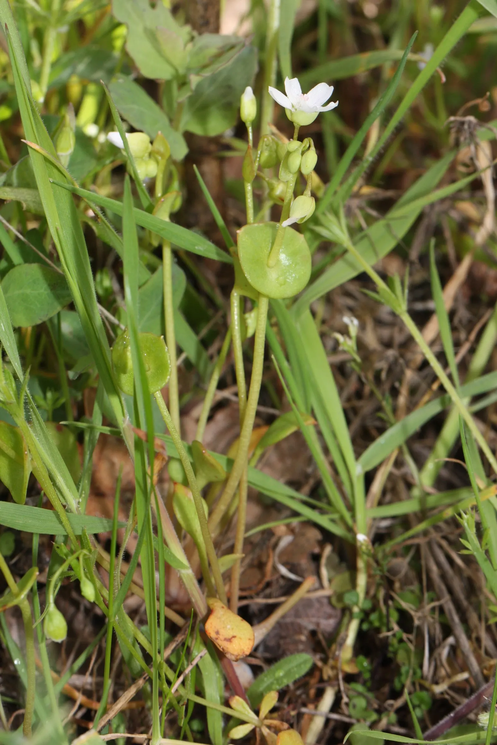 Miner's Lettuce (Claytonia Perfoliata) — scientifically named Claytonia perfoliata; especially during dry spells.<br><br>Ideal for adding greenery, image 52