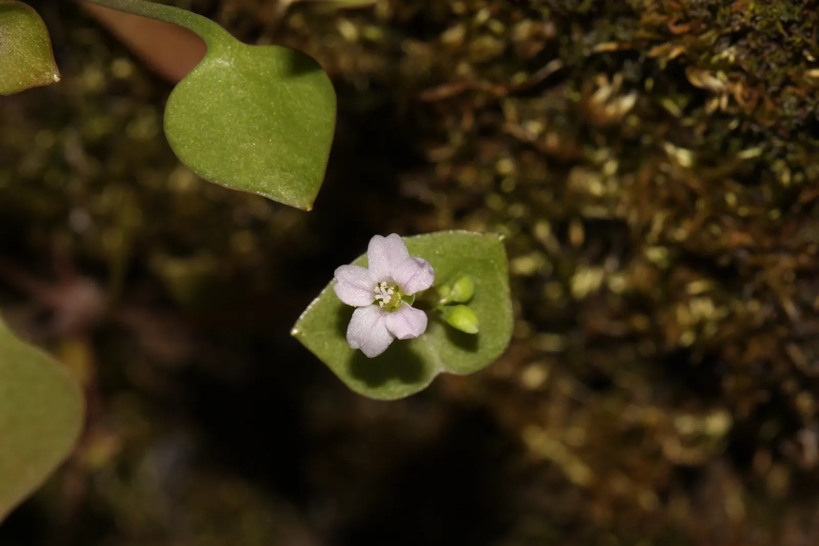 Miner's Lettuce (Claytonia Perfoliata) — well-draining soil with a preference for loamy textures; it also serves as an intriguing addition to, image 59