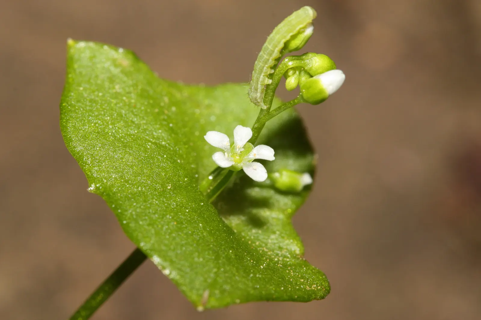 Miner's Lettuce (Claytonia Perfoliata) — annual / herb with white blooms; well-draining soil with a preference for loamy textures, image 114
