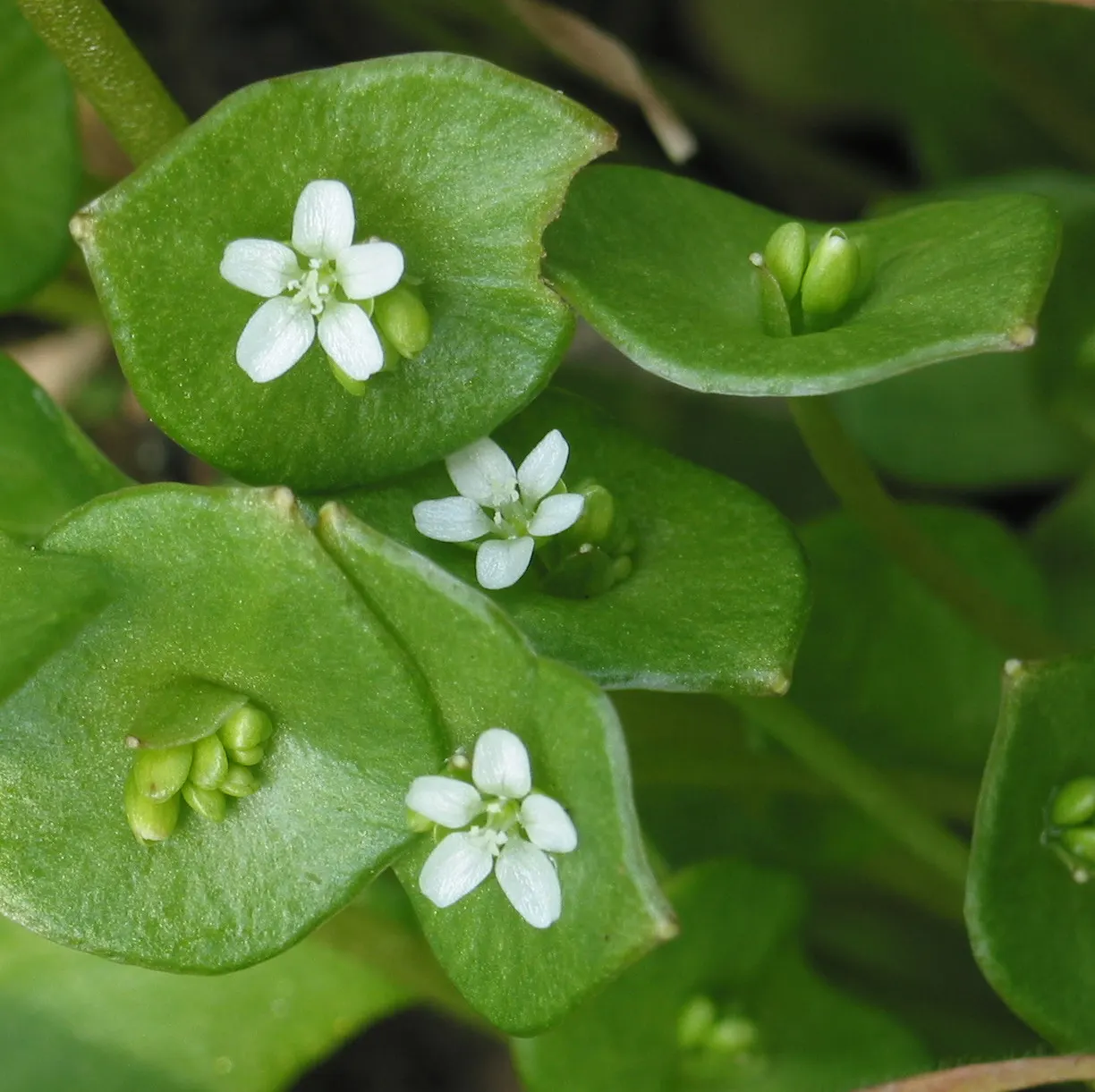 Miner's Lettuce (Claytonia Perfoliata) — annual / herb for half; cultivated harvest for salads and garnishes, image 92