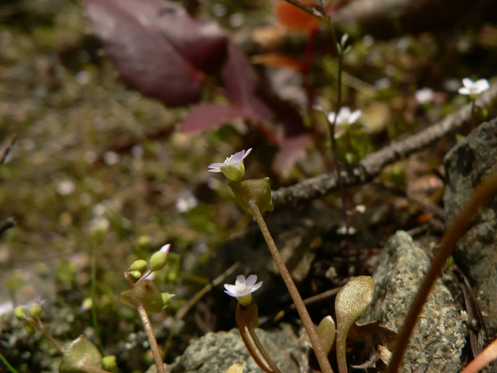 Miner's Lettuce (Claytonia Perfoliata) — Adaptable and low-maintenance