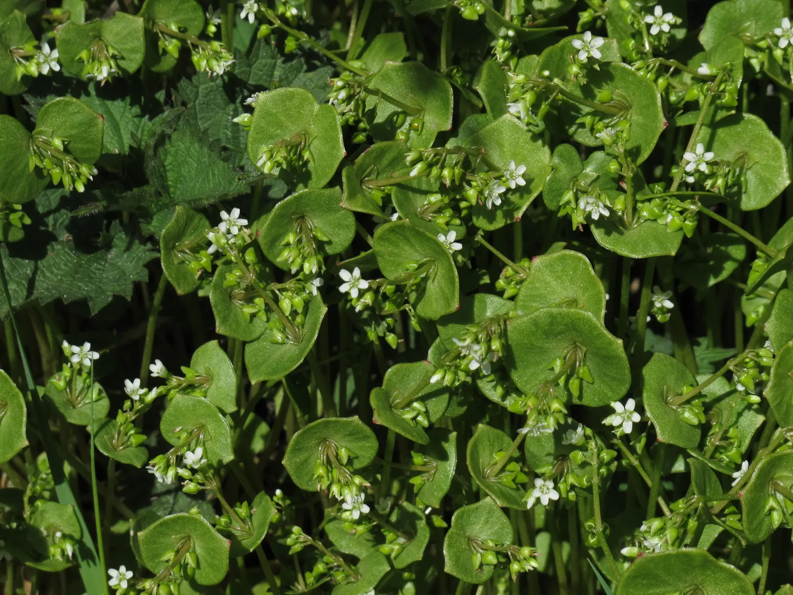 Miner's Lettuce (Claytonia Perfoliata) — Miner's Lettuce produces tiny white to pale pink flowers that nestle in the center of its perfoliated, image 57