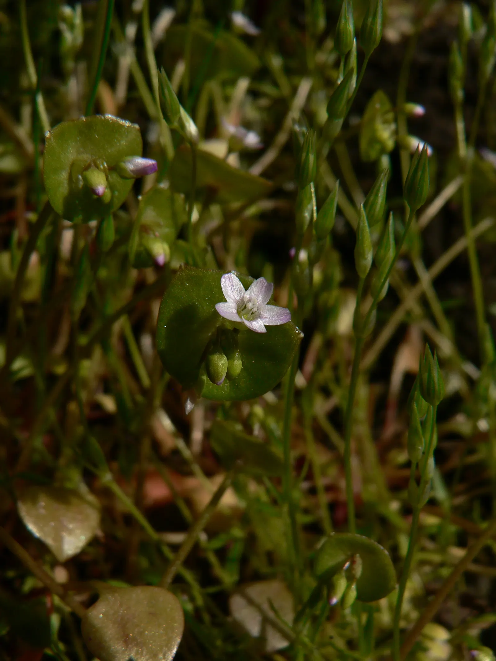 Miner's Lettuce (Claytonia Perfoliata) — though it tends to tolerate a range of soil types