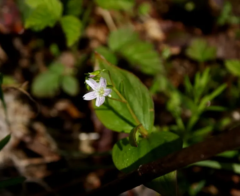 Miner's Lettuce (Claytonia Perfoliata) — Ideal for woodland gardens and underplanting with minimal maintenance; this plant is renowned for its, image 97