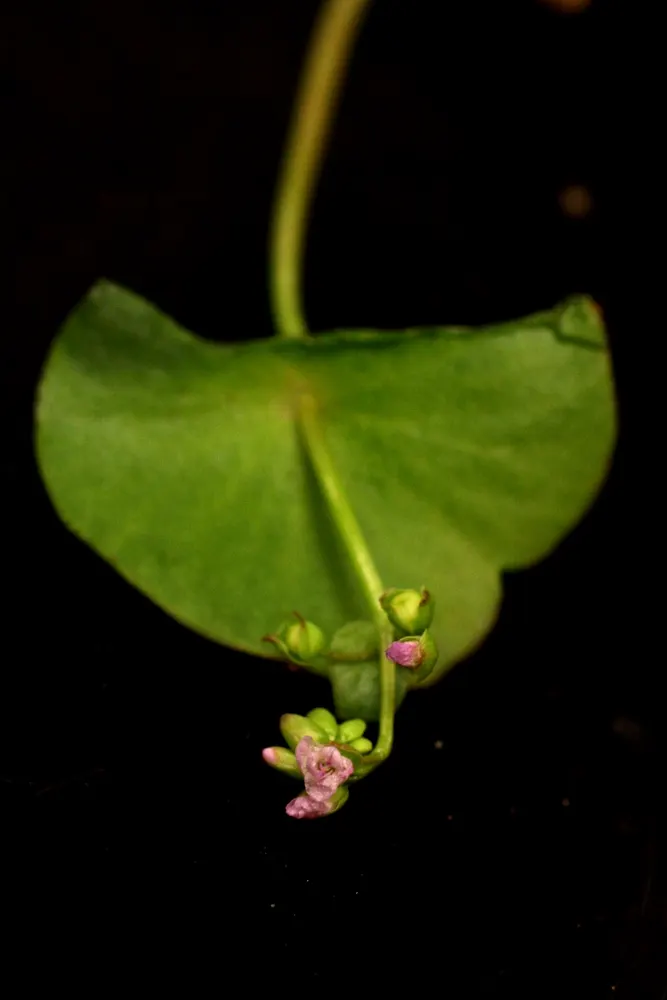 Miner's Lettuce (Claytonia Perfoliata) — annual / herb for half; cultivated harvest for salads and garnishes, image 115
