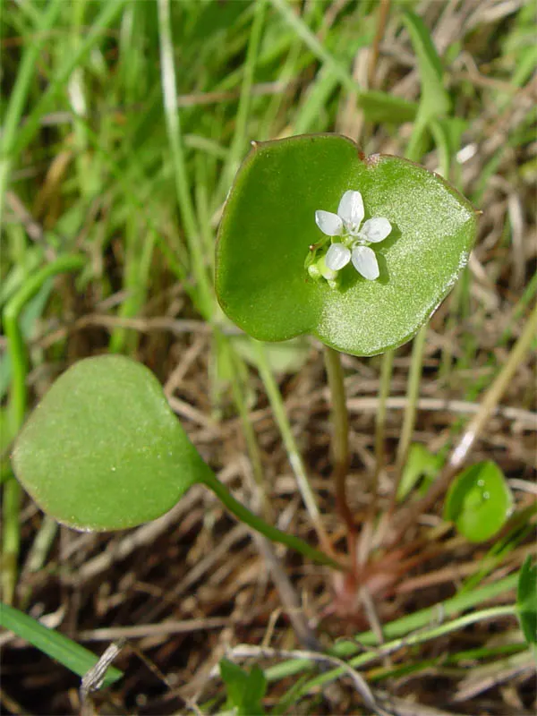 Miner's Lettuce (Claytonia Perfoliata) — though it tends to tolerate a range of soil types; this ephemeral beauty reaches 6-12 inches in height and, image 60