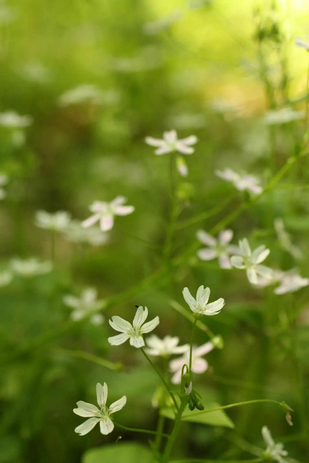 Miner's Lettuce (Claytonia Perfoliata) — especially during dry spells.<br><br>Ideal for adding greenery to shaded garden beds; underplanting in, image 85