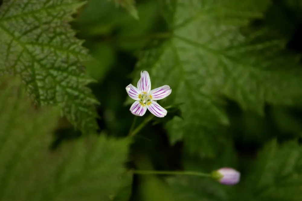 Miner's Lettuce (Claytonia Perfoliata) — underplanting in woodland gardens; miner's Lettuce (Claytonia perfoliata) is a nutritious, edible native, image 109