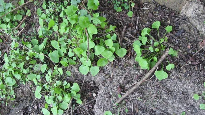 Miner's Lettuce (Claytonia Perfoliata) — well-draining soil with a preference for loamy textures; it also serves as an intriguing addition to, image 105