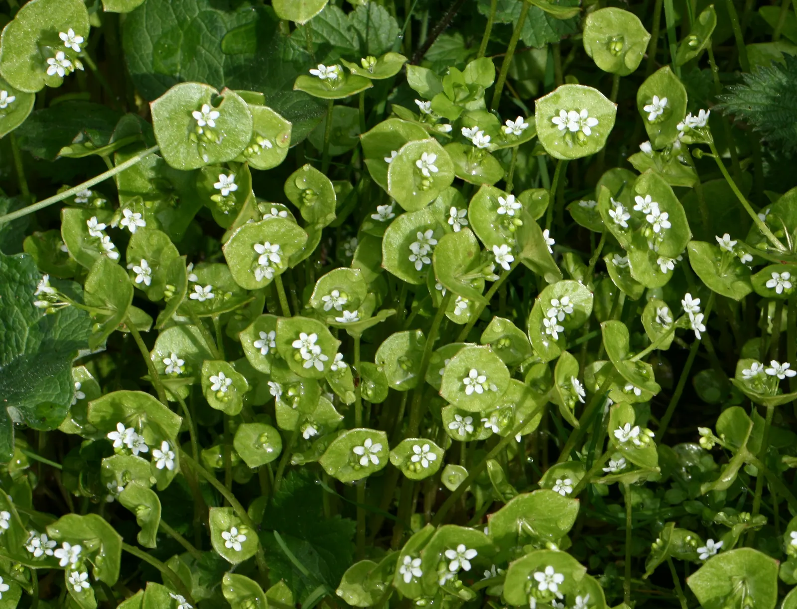 Miner's Lettuce (Claytonia Perfoliata) — annual / herb with white blooms