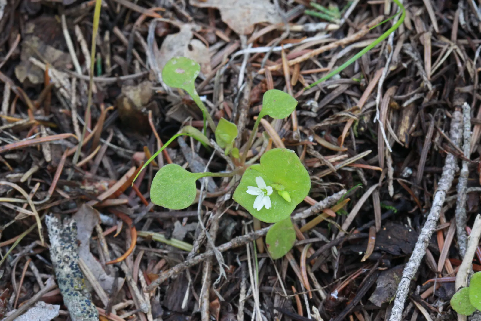 Miner's Lettuce (Claytonia Perfoliata) — cool-season annual native to the mountain and coastal regions of western North America; annual / herb for, image 122