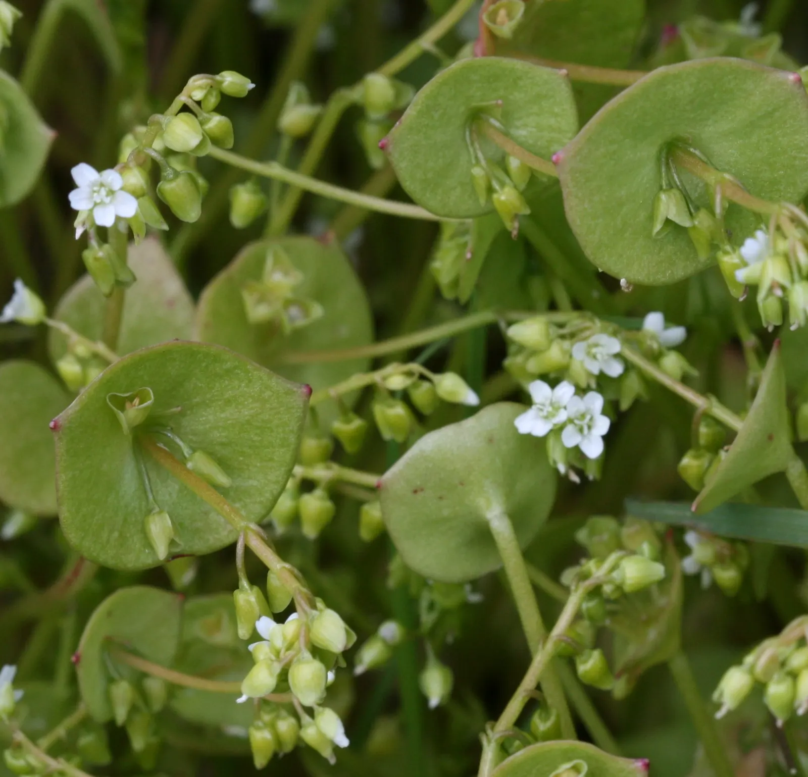 Miner's Lettuce (Claytonia Perfoliata) — and slightly succulent leaves; white flowers in the garden, image 79