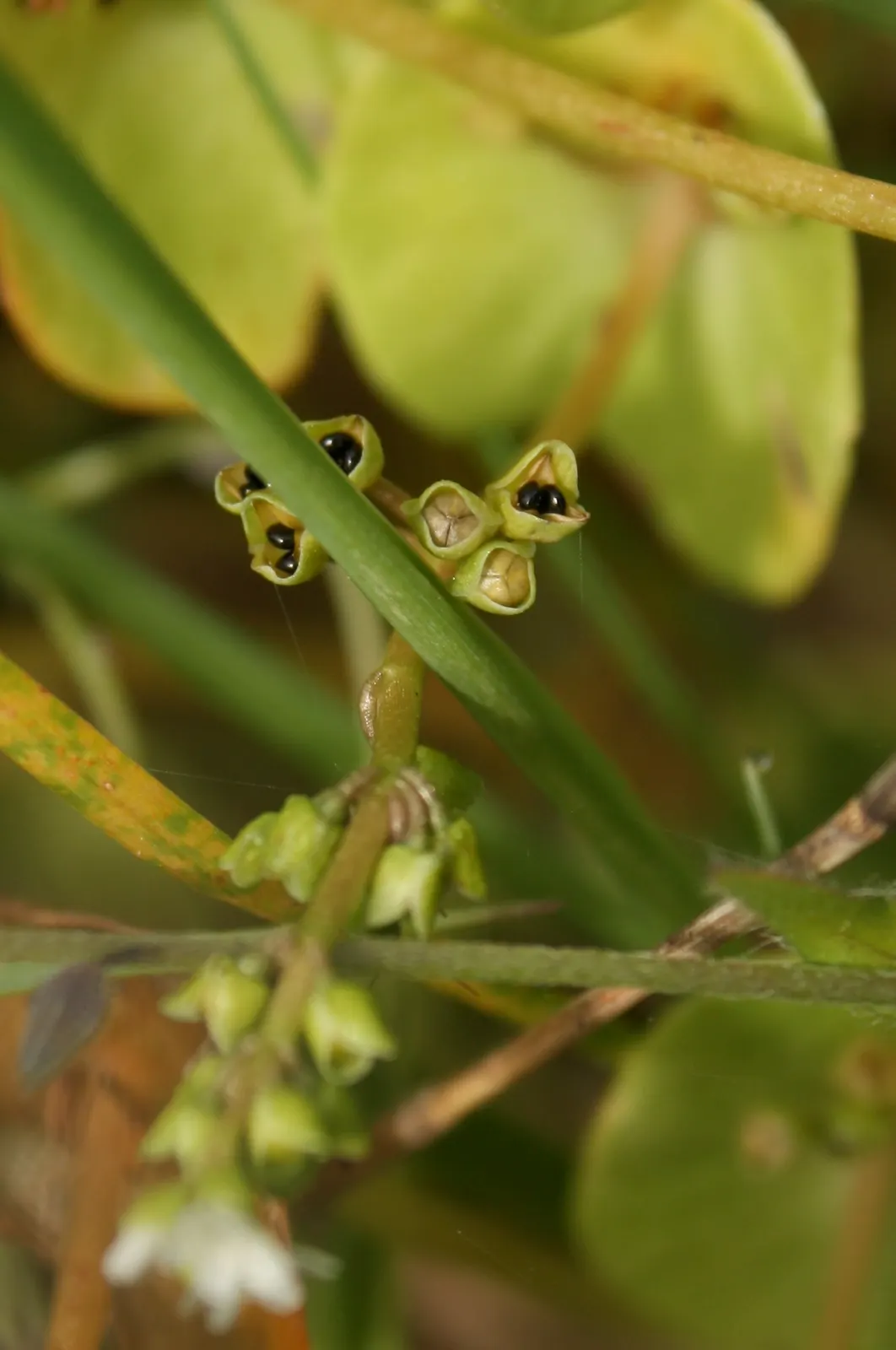 Miner's Lettuce (Claytonia Perfoliata) — underplanting in woodland gardens; miner's Lettuce (Claytonia perfoliata) is a nutritious, edible native spreader
