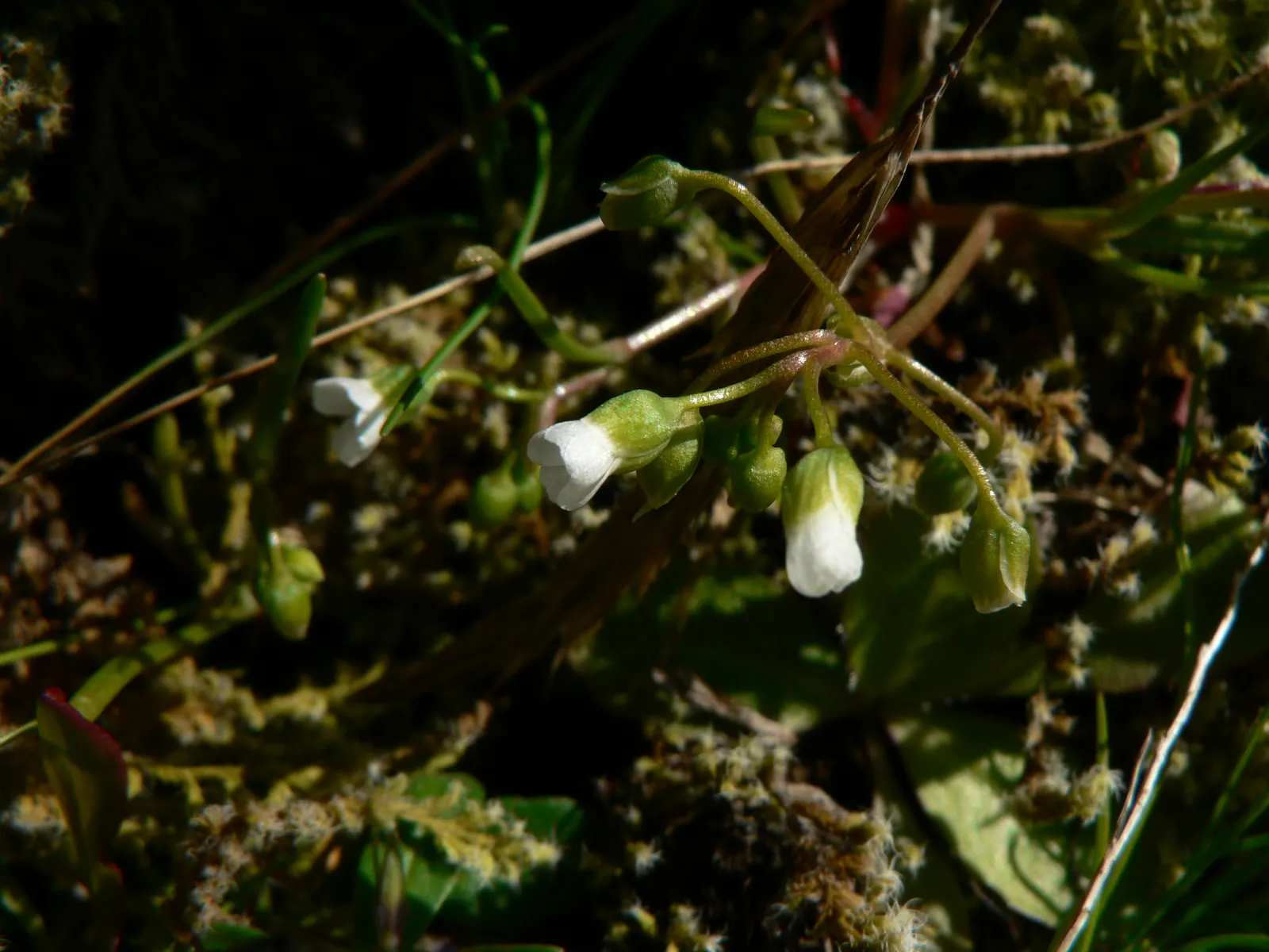 Miner's Lettuce (Claytonia Perfoliata) — Miner's Lettuce (Claytonia perfoliata) is a nutritious, edible native spreader, thriving in USDA zones, image 70