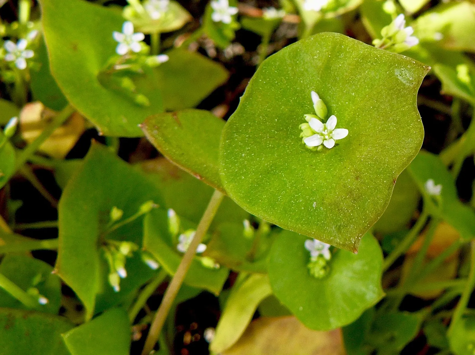 Miner's Lettuce (Claytonia Perfoliata) — though it tends to tolerate a range of soil types; this ephemeral beauty reaches 6-12 inches in height and, image 106