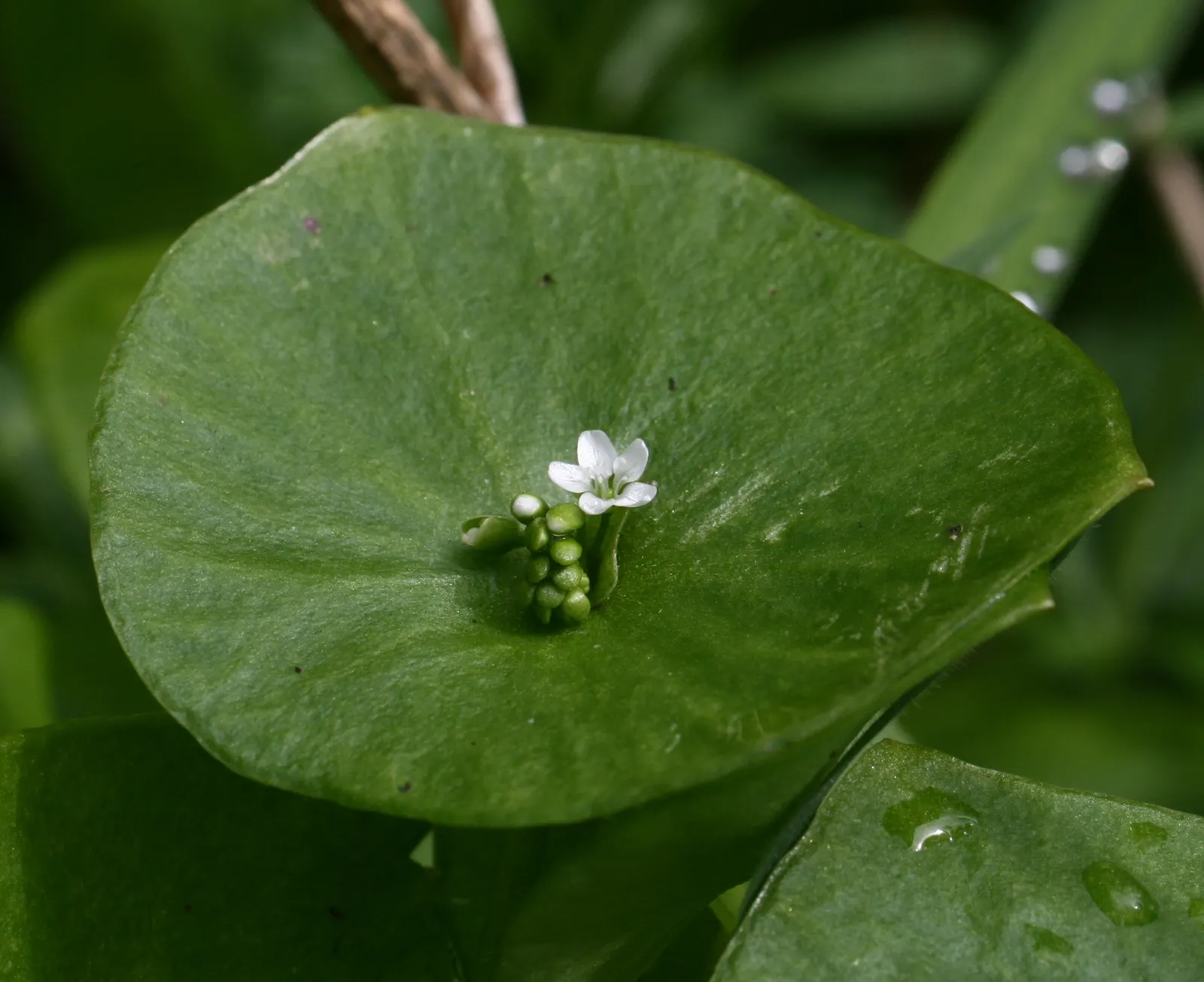 Miner's Lettuce (Claytonia Perfoliata) — this plant is renowned for its edible
