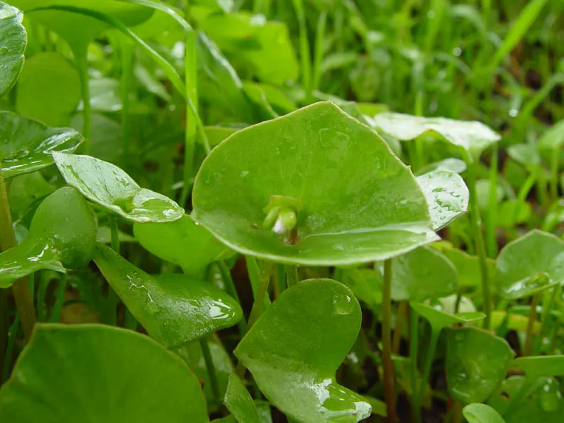 Miner's Lettuce (Claytonia Perfoliata) — underplanting in woodland gardens; miner's Lettuce (Claytonia perfoliata) is a nutritious, edible native, image 63