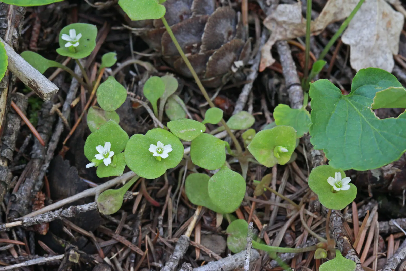 Miner's Lettuce (Claytonia Perfoliata) — It features circular, emerald-green leaves enveloping its delicate white-pink flowers; miner's Lettuce, image 117