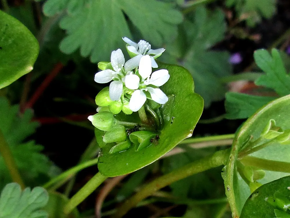 Miner's Lettuce (Claytonia Perfoliata) — scientifically named Claytonia perfoliata; especially during dry spells.<br><br>Ideal for adding greenery, image 98