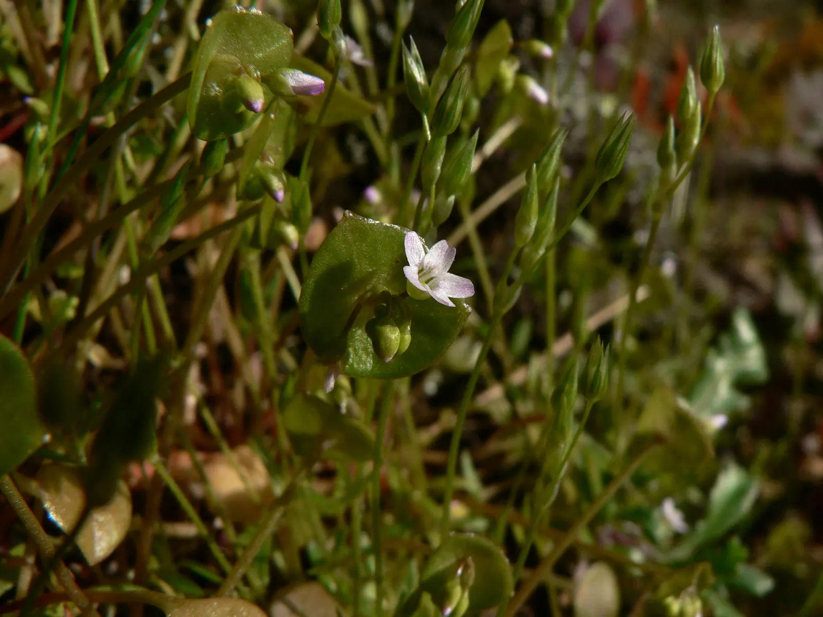 Miner's Lettuce (Claytonia Perfoliata) — Miner's Lettuce (Claytonia perfoliata) is a nutritious, edible native spreader, thriving in USDA zones, image 47