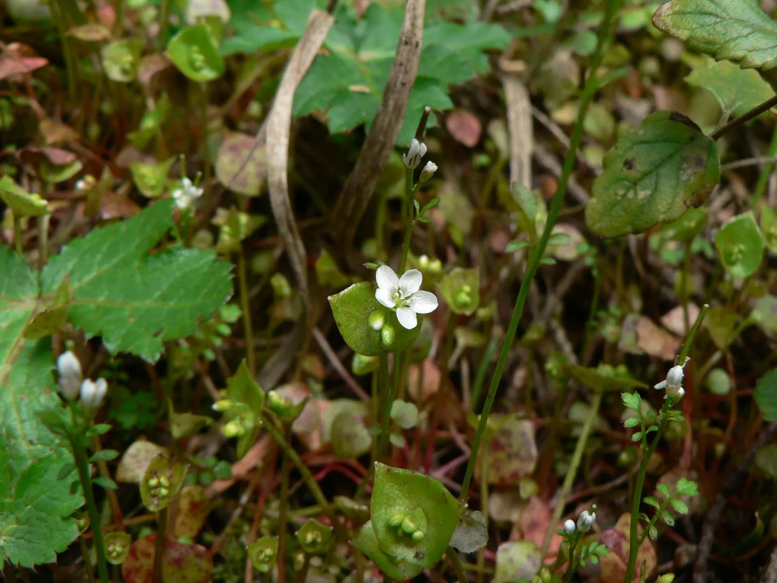 Miner's Lettuce (Claytonia Perfoliata) — though it tends to tolerate a range of soil types; this ephemeral beauty reaches 6-12 inches in height and prefers