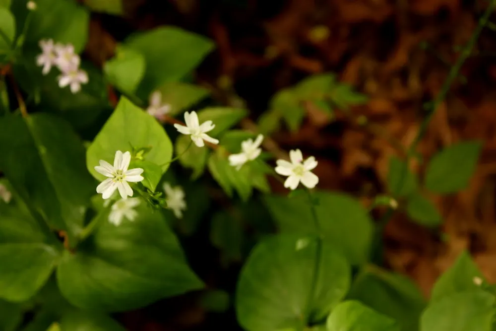 Miner's Lettuce (Claytonia Perfoliata) — white flowers in the garden; scientifically named Claytonia perfoliata, image 67