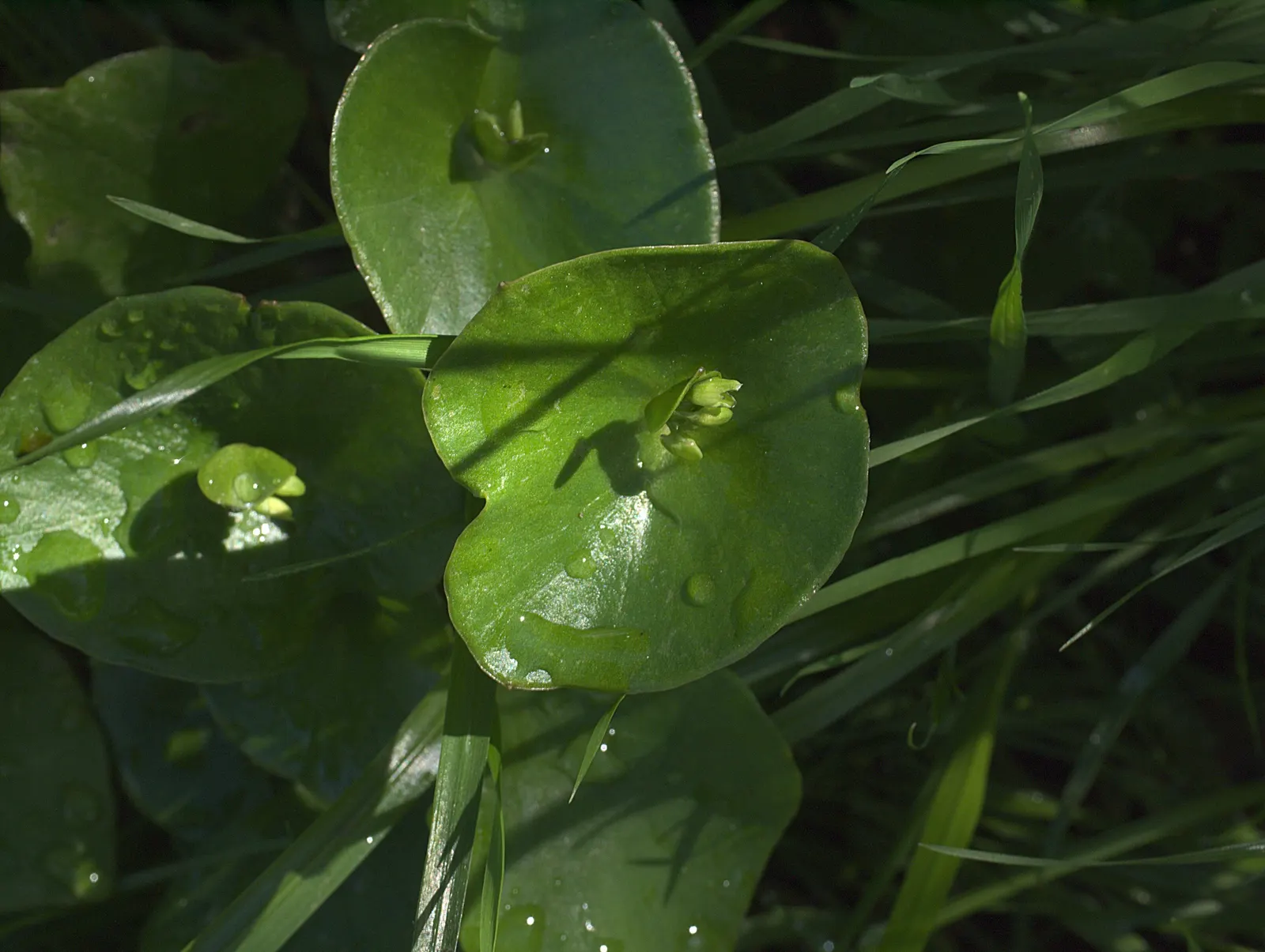 Miner's Lettuce (Claytonia Perfoliata) — Miner's Lettuce (Claytonia perfoliata) is a nutritious, edible native spreader, thriving in USDA zones, image 93