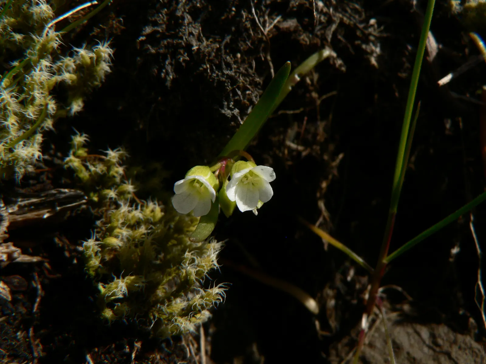 Miner's Lettuce (Claytonia Perfoliata) — Miner's Lettuce produces tiny white to pale pink flowers that nestle in the center of its perfoliated, image 80