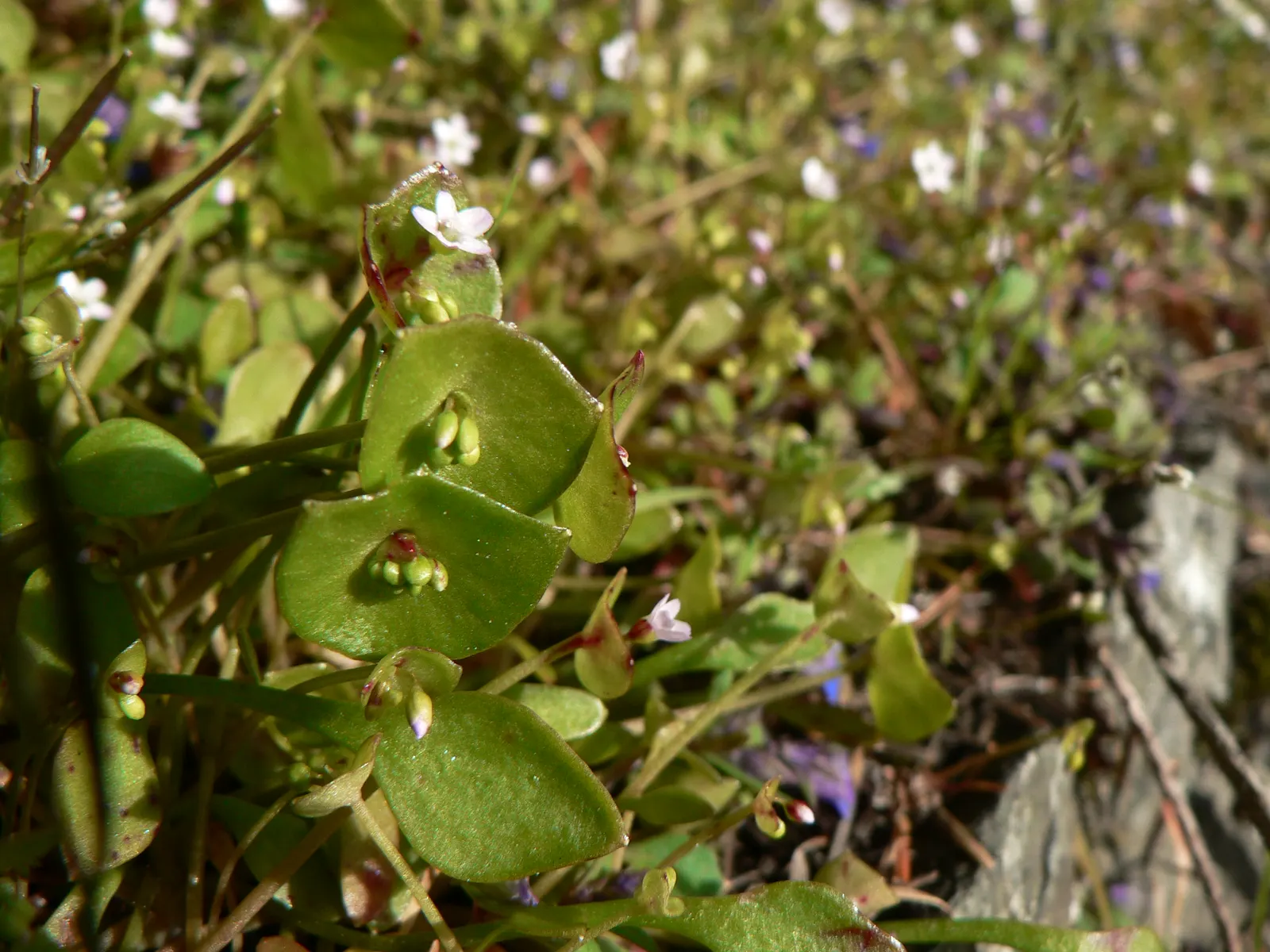 Miner's Lettuce (Claytonia Perfoliata) — cool-season annual native to the mountain and coastal regions of western North America; annual / herb for, image 76
