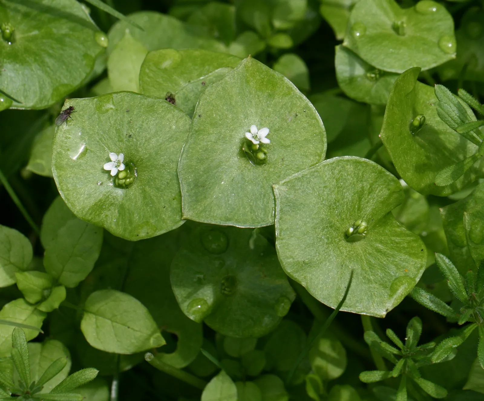 Miner's Lettuce (Claytonia Perfoliata) — especially during dry spells.<br><br>Ideal for adding greenery to shaded garden beds