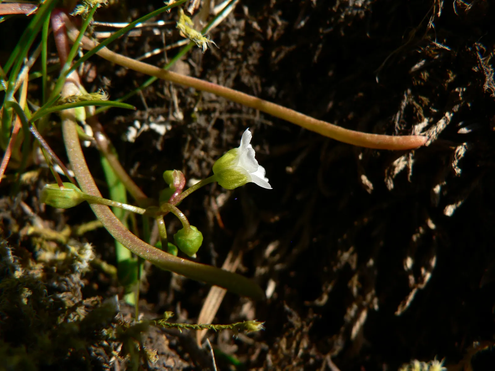 Miner's Lettuce (Claytonia Perfoliata) — and slightly succulent leaves; white flowers in the garden, image 125