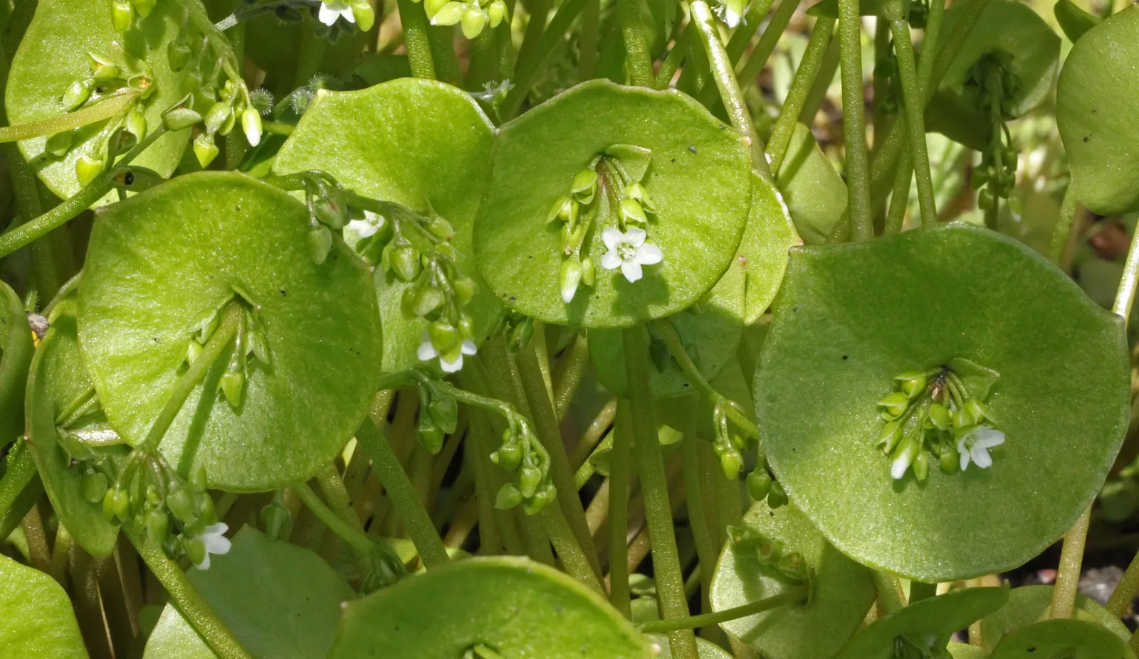 Miner's Lettuce (Claytonia Perfoliata) — Ideal for woodland gardens and underplanting with minimal maintenance; this plant is renowned for its, image 74