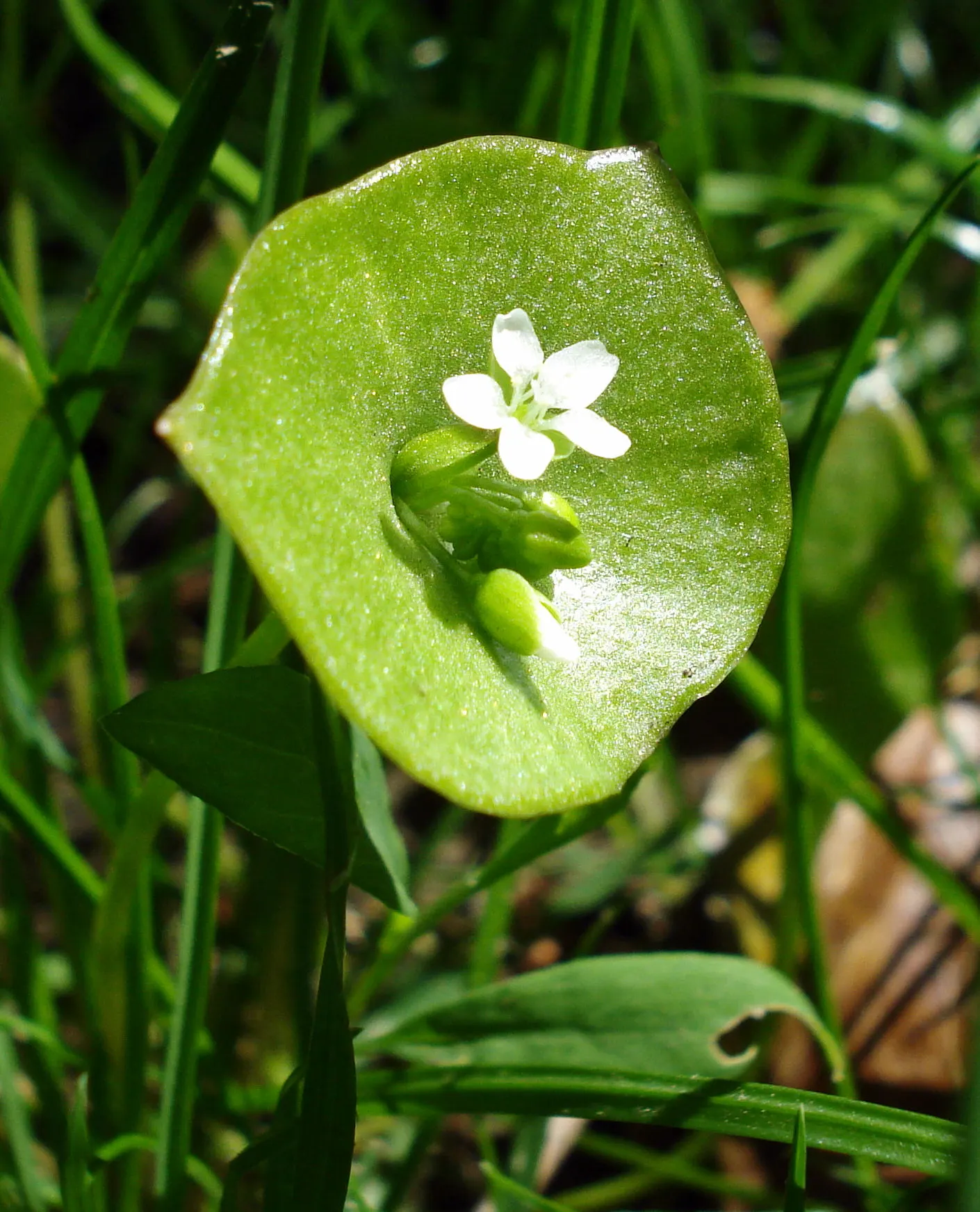 Miner's Lettuce (Claytonia Perfoliata) — white flowers in the garden; scientifically named Claytonia perfoliata, image 113