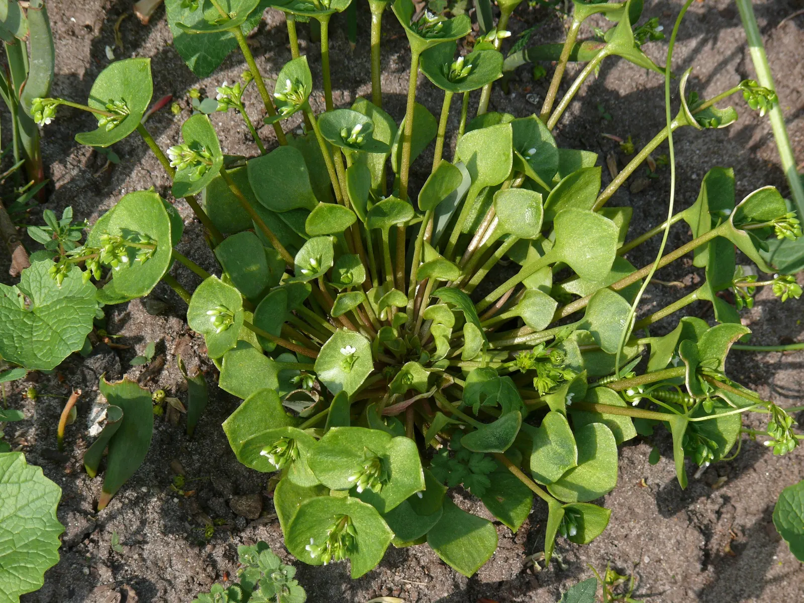 Miner's Lettuce (Claytonia Perfoliata) — though it tends to tolerate a range of soil types; this ephemeral beauty reaches 6-12 inches in height and, image 129
