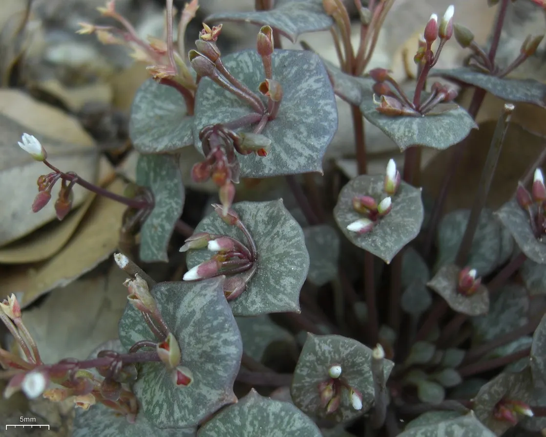 Miner's Lettuce (Claytonia Perfoliata) — and slightly succulent leaves; white flowers in the garden