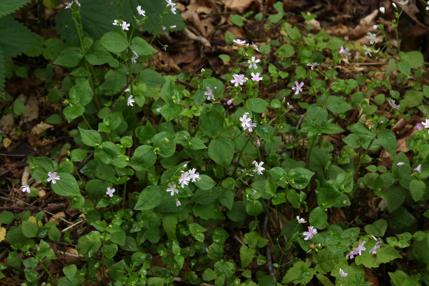 Miner's Lettuce (Claytonia Perfoliata) — this plant is renowned for its edible; though it tends to tolerate a range of soil types, image 55