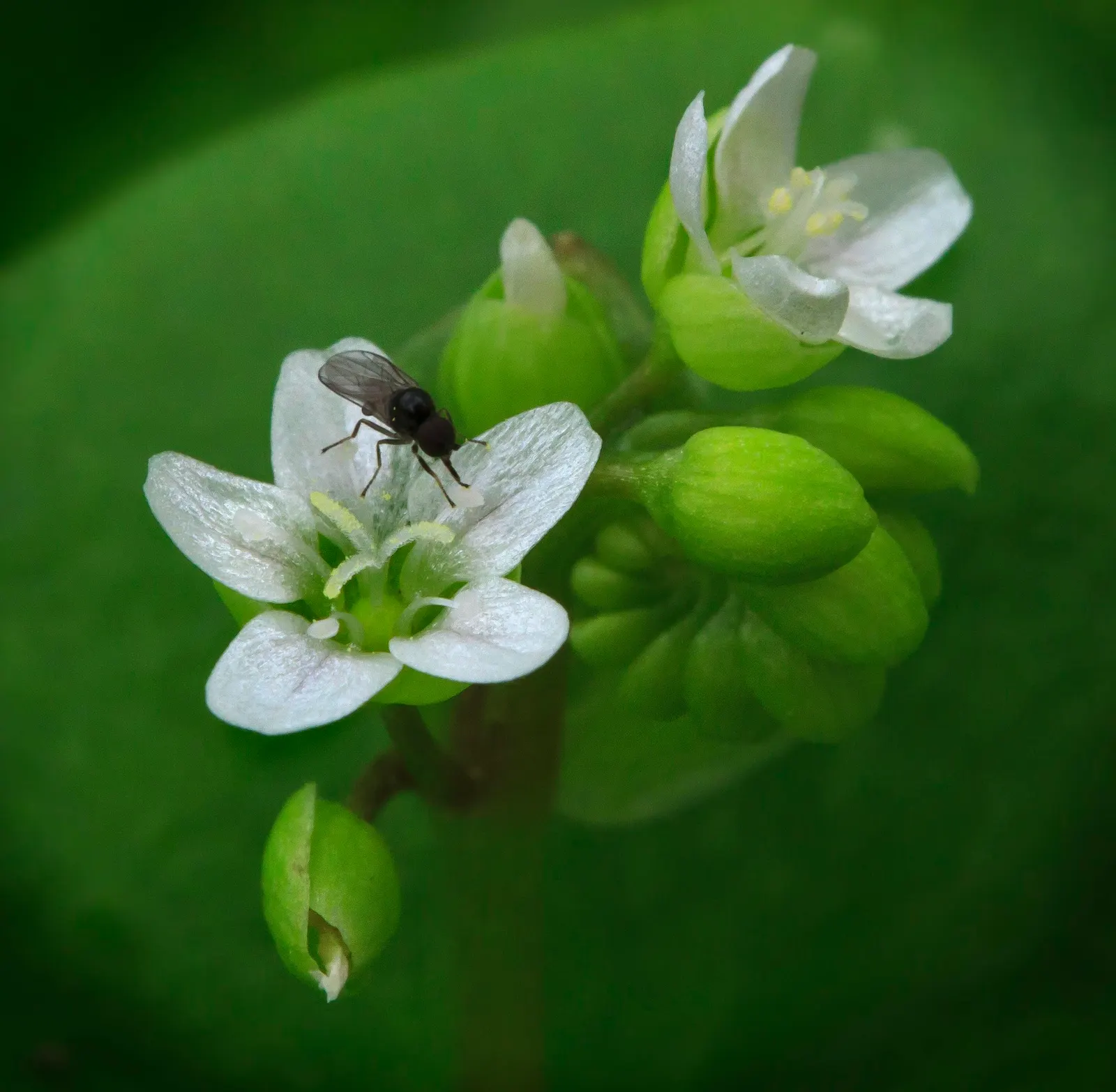 Miner's Lettuce (Claytonia Perfoliata) — this plant is renowned for its edible; though it tends to tolerate a range of soil types, image 101