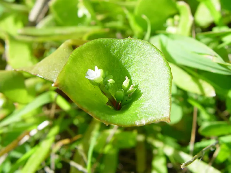 Miner's Lettuce (Claytonia Perfoliata) — white flowers in the garden