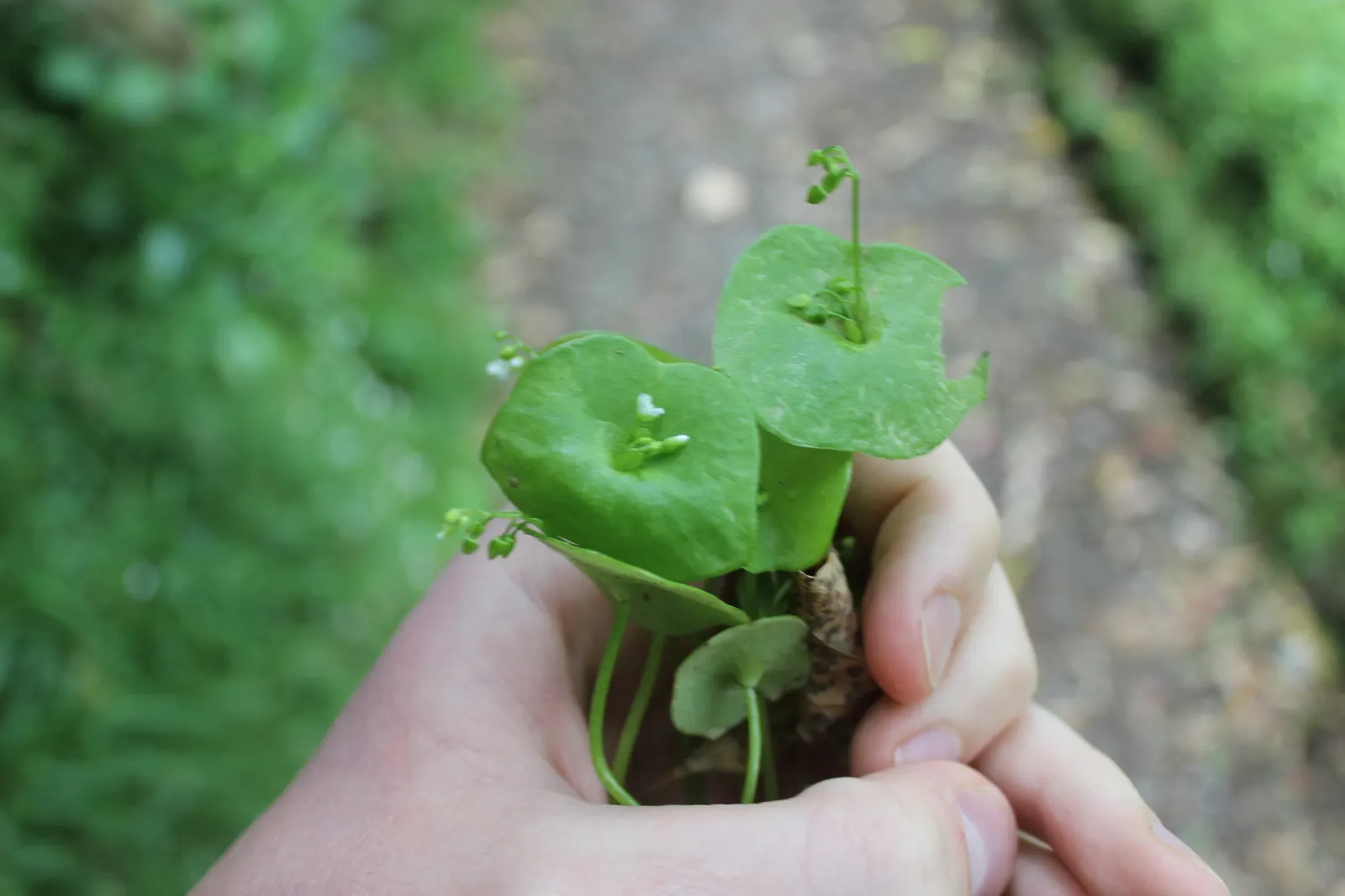 Miner's Lettuce (Claytonia Perfoliata) — annual / herb with white blooms; well-draining soil with a preference for loamy textures, image 68