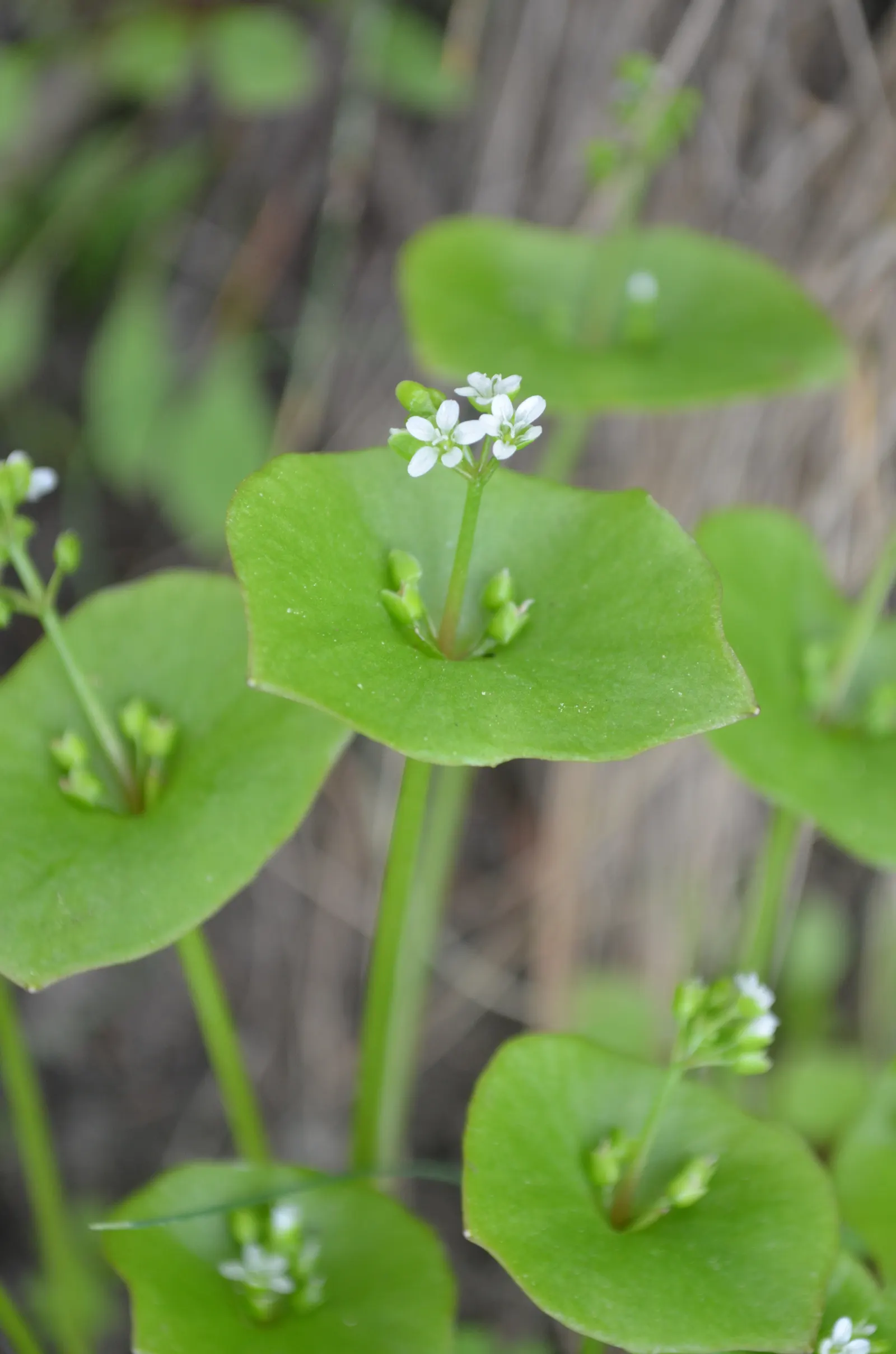 Miner's Lettuce (Claytonia Perfoliata) — scientifically named Claytonia perfoliata; especially during dry spells.<br><br>Ideal for adding greenery to shaded