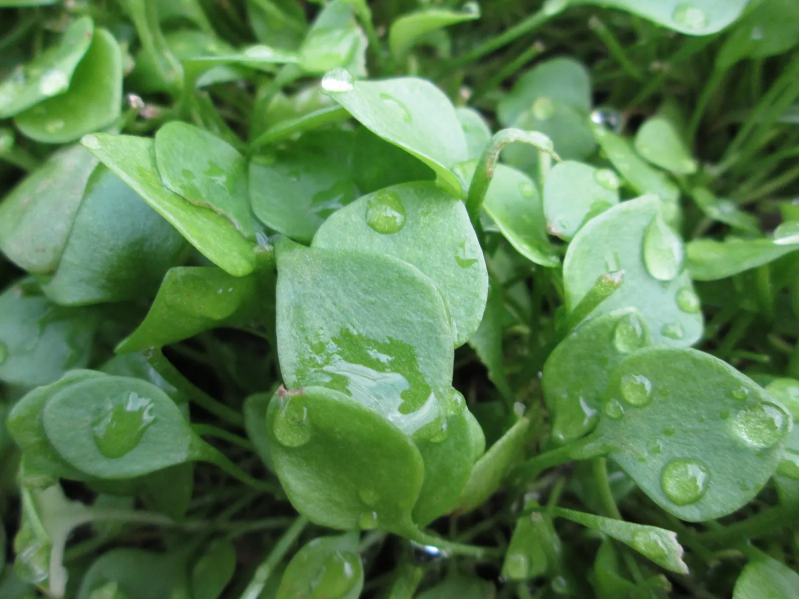 Miner's Lettuce (Claytonia Perfoliata) — Miner's Lettuce accentuates any space with a splash of verdant foliage and subtle floral accents; adaptable and