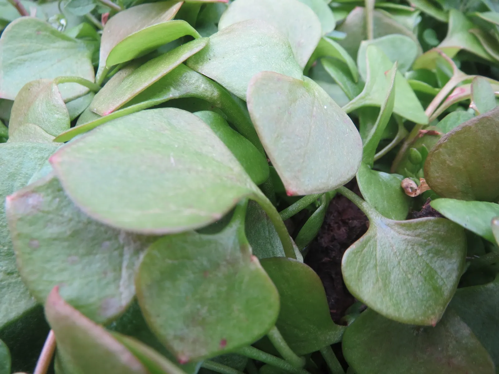 Miner's Lettuce (Claytonia Perfoliata) — this plant is well-suited for cooler landscapes and thrives in USDA hardiness zones 5 through 9, image 35