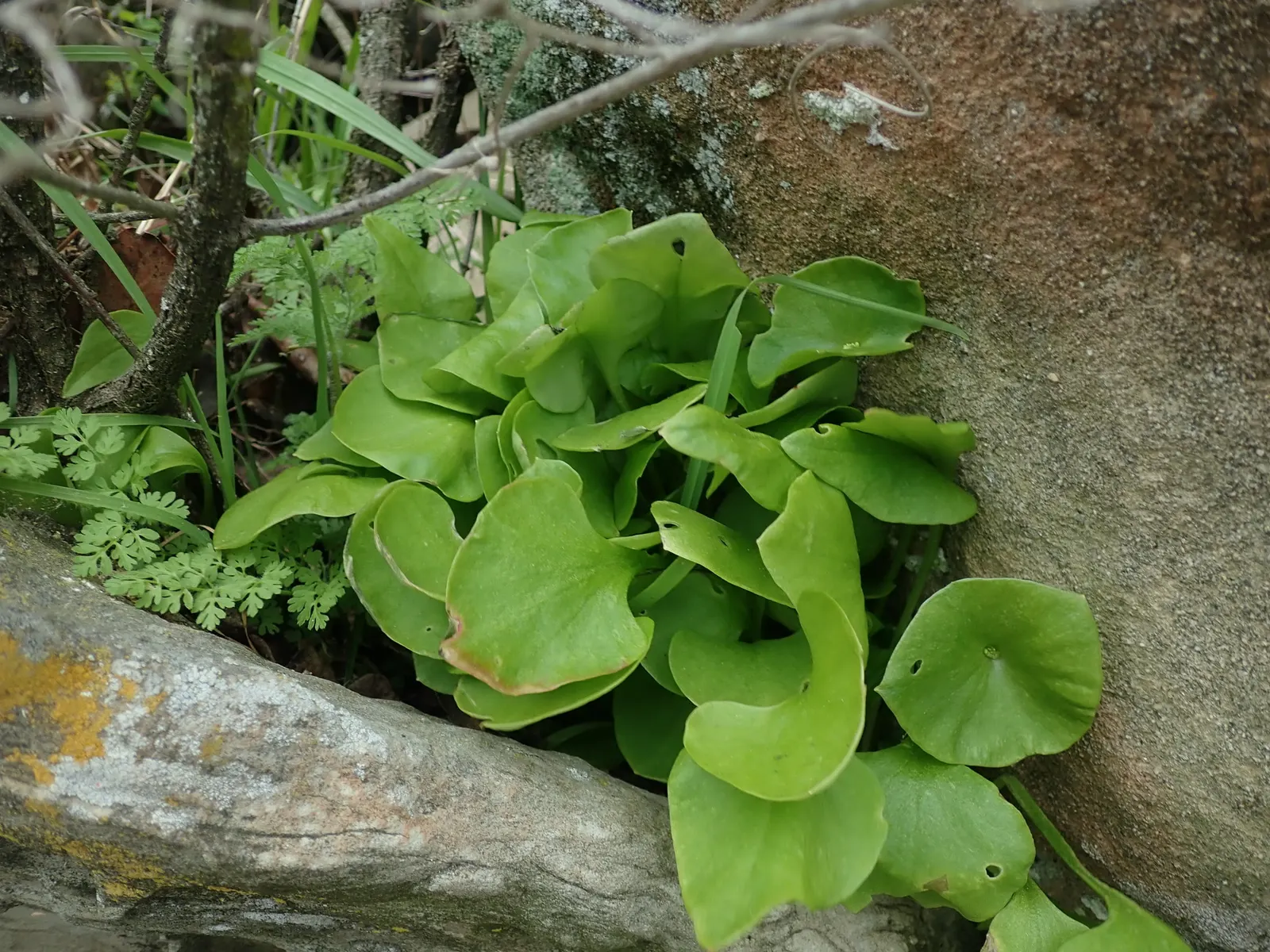 Miner's Lettuce (Claytonia Perfoliata) — cultivated harvest for salads and garnishes; annual / herb with white blooms